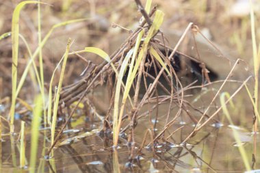 Durgun yağmur suyunun kızıl ötesi görüntüsü palmiye tarlasını su basmış ve boşaltmış.