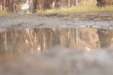 Durgun yağmur suyunun kızıl ötesi görüntüsü palmiye tarlasını su basmış ve boşaltmış.