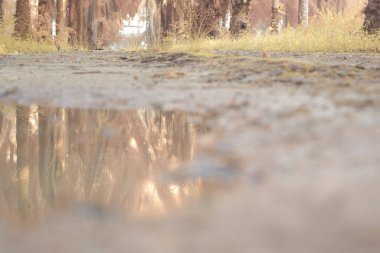Durgun yağmur suyunun kızıl ötesi görüntüsü palmiye tarlasını su basmış ve boşaltmış.