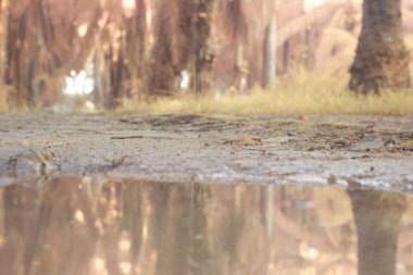 Durgun yağmur suyunun kızıl ötesi görüntüsü palmiye tarlasını su basmış ve boşaltmış.