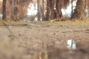 Durgun yağmur suyunun kızıl ötesi görüntüsü palmiye tarlasını su basmış ve boşaltmış.