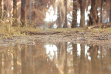 Durgun yağmur suyunun kızıl ötesi görüntüsü palmiye tarlasını su basmış ve boşaltmış.
