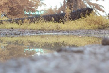 Durgun yağmur suyunun kızıl ötesi görüntüsü palmiye tarlasını su basmış ve boşaltmış.