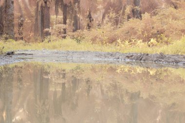 Durgun yağmur suyunun kızıl ötesi görüntüsü palmiye tarlasını su basmış ve boşaltmış.