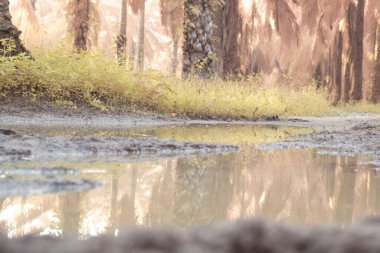 Durgun yağmur suyunun kızıl ötesi görüntüsü palmiye tarlasını su basmış ve boşaltmış.