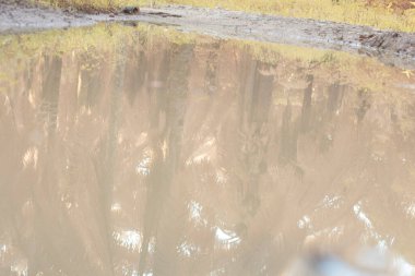 Durgun yağmur suyunun kızıl ötesi görüntüsü palmiye tarlasını su basmış ve boşaltmış.