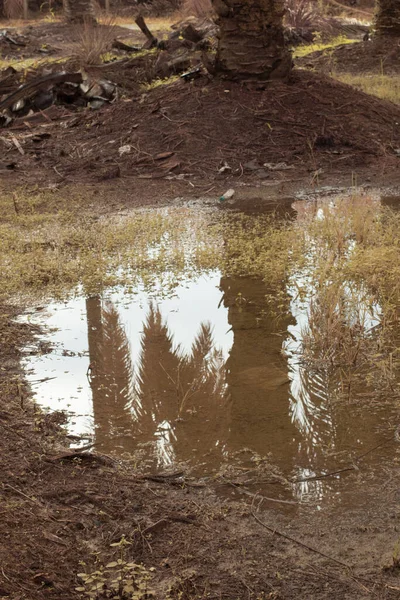 Image Infrarouge Eau Pluie Stagnante Inondée Dans Champ Palmiers Huile — Photo