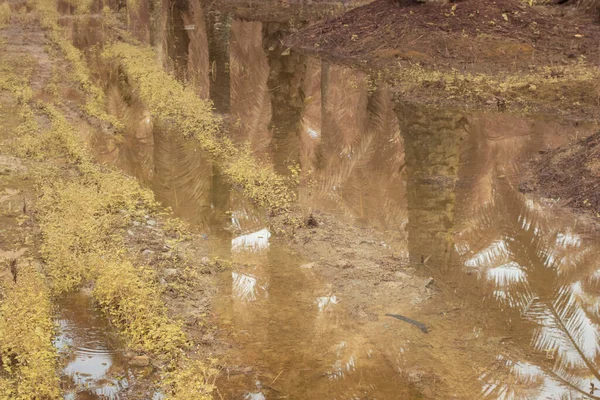 Infravörös Kép Stagnáló Esővíz Elárasztott Olajpálma Mező Csatorna — Stock Fotó