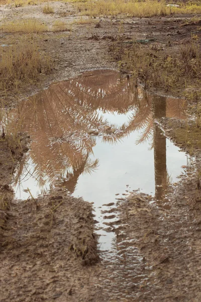 Інфрачервоне Зображення Застійної Дощової Води Затопленої Нафтовому Пальмовому Полі Стоку — стокове фото
