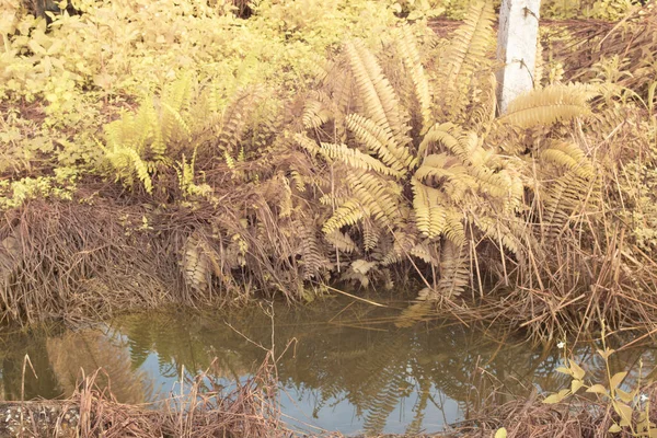 Infračervený Obraz Stagnující Dešťové Vody Zaplavené Palmovém Poli Oleje Odvodnění — Stock fotografie