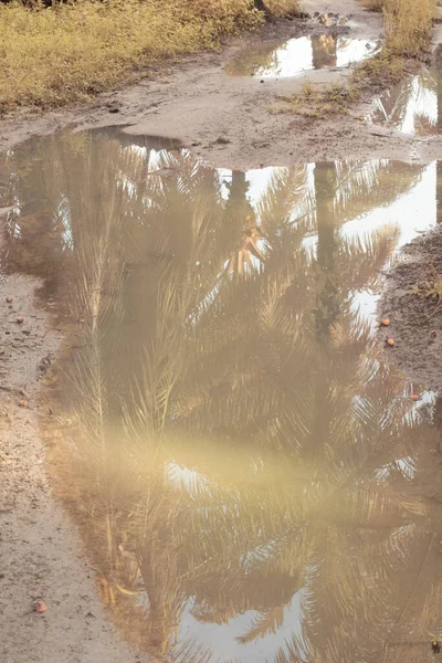 Infrarotbild Des Stagnierenden Regenwassers Das Auf Dem Ölpalmenfeld Überschwemmt Und — Stockfoto