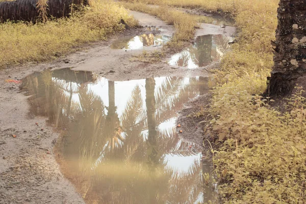 Infrarotbild Des Stagnierenden Regenwassers Das Auf Dem Ölpalmenfeld Überschwemmt Und — Stockfoto