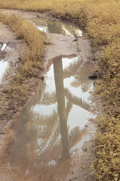 Durgun Yağmur Suyunun Kızıl Ötesi Görüntüsü Palmiye Tarlasını Basmış Boşaltmış — Stok fotoğraf