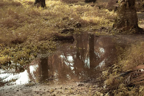 Durgun Yağmur Suyunun Kızıl Ötesi Görüntüsü Palmiye Tarlasını Basmış Boşaltmış — Stok fotoğraf