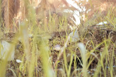 Durgun yağmur suyunun kızıl ötesi görüntüsü palmiye tarlasını su basmış ve boşaltmış.