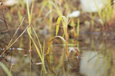Durgun yağmur suyunun kızıl ötesi görüntüsü palmiye tarlasını su basmış ve boşaltmış.