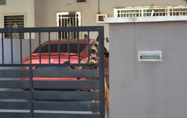 Kapıdan atlayan büyük köpeğin kızılötesi görüntüsü. 