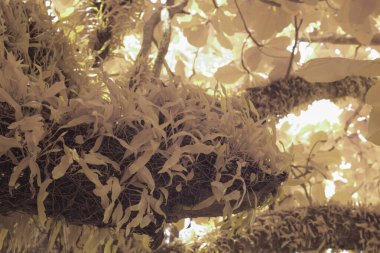 Pyrrosia piloselloides eğreltiotunun uzun yapraklarının kızılötesi görüntüsü