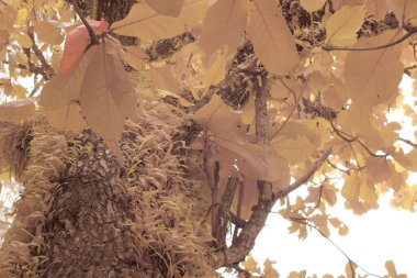 Pyrrosia piloselloides eğreltiotunun uzun yapraklarının kızılötesi görüntüsü