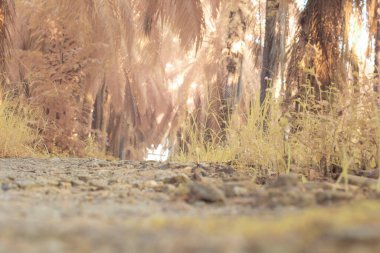 Yerden tarlaya doğru bakan yüksek açı görüntüsünün kızılötesi görüntüsü.
