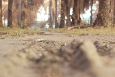 Yerden tarlaya doğru bakan yüksek açı görüntüsünün kızılötesi görüntüsü.