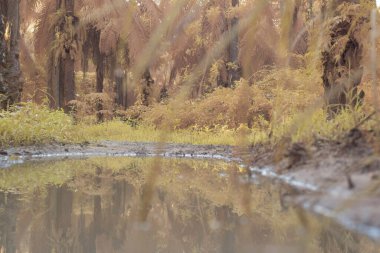 Durgun yağmur suyunun kızıl ötesi görüntüsü palmiye tarlasını su basmış.