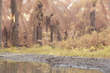 Durgun yağmur suyunun kızıl ötesi görüntüsü palmiye tarlasını su basmış.