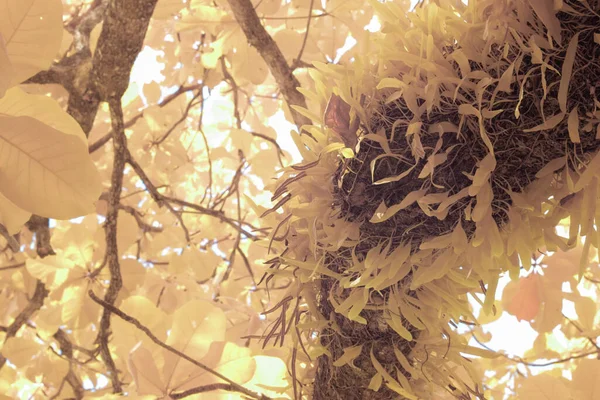Инфракрасное Изображение Удлинённых Листьев Папоротника Пиррозии — стоковое фото