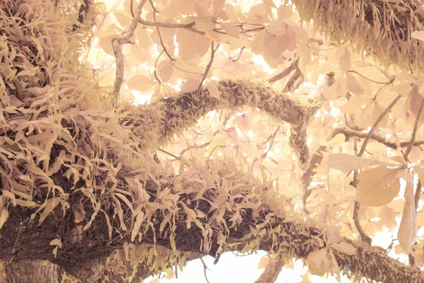 Инфракрасное Изображение Удлинённых Листьев Папоротника Пиррозии — стоковое фото