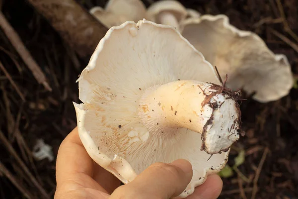 Infrared Image Wild Large White Leucopax Mushrooms Ground — Stock Photo, Image