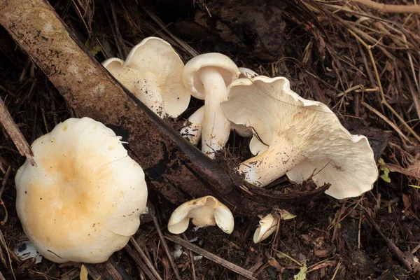 Imagem Infravermelha Dos Grandes Cogumelos Leucopax Brancos Selvagens Chão — Fotografia de Stock
