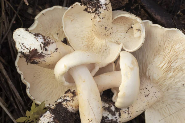 Infrared Image Wild Large White Leucopax Mushrooms Ground — Stock Photo, Image