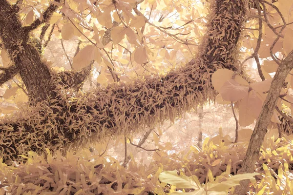Infrared Image Elongate Leaves Pyrrosia Piloselloides Fern — Stock Photo, Image
