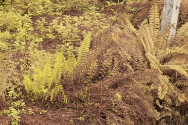 Vahşi Nephrolepis exaltata eğreltiotunun kızılötesi görüntüsü