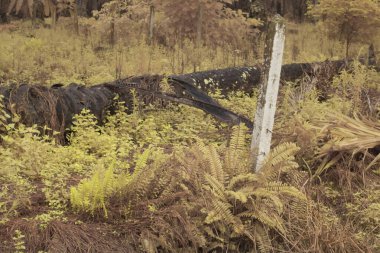Vahşi Nephrolepis exaltata eğreltiotunun kızılötesi görüntüsü