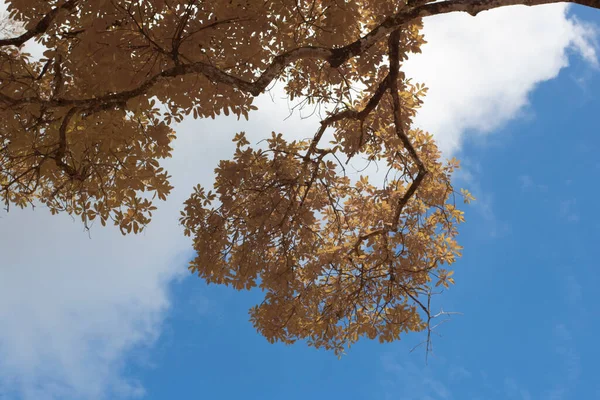 Podczerwieni Obraz Gałęzi Drzew Pełnych Liści Tłem Nieba — Zdjęcie stockowe