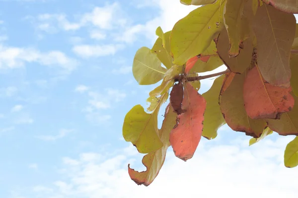 나뭇잎으로 하늘을 배경으로 가지의 적외선 — 스톡 사진