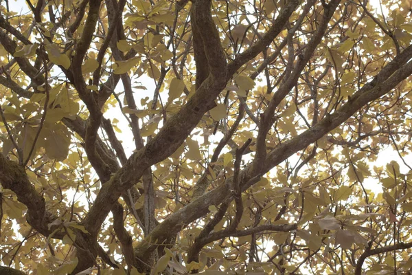 空を背景にした木々の枝の赤外線画像 — ストック写真