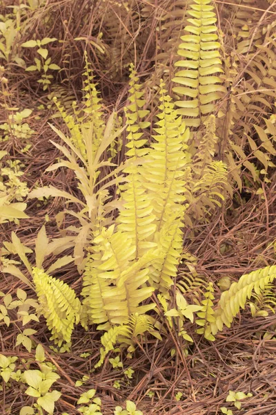 야생네 양치식물의 적외선 — 스톡 사진