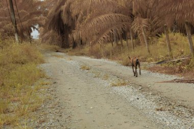 Kırsal yolda yürüyen hasta, başıboş bir köpeğin kızılötesi görüntüsü..