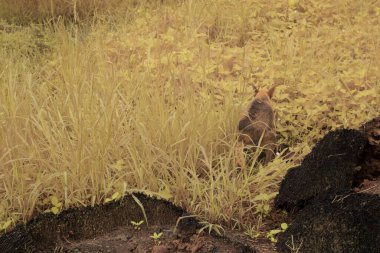 Kırsal yolda yürüyen hasta, başıboş bir köpeğin kızılötesi görüntüsü..