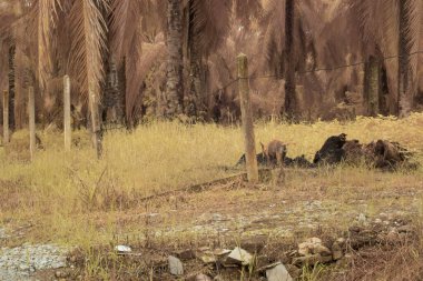 Kırsal yolda yürüyen hasta, başıboş bir köpeğin kızılötesi görüntüsü..