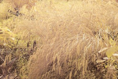 Kızıl ötesi görüntü uzun yaban kogonotu otunun çalı tarlasının.