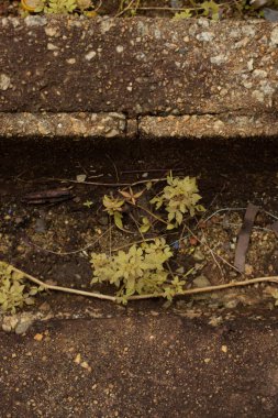 Taşlı yüzeye yukarıdan bakarken kızılötesi görüntü