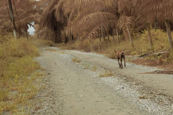 Інфрачервоне Зображення Старої Хворобливої Бродячої Собаки Йде Сільській Дорозі — стокове фото