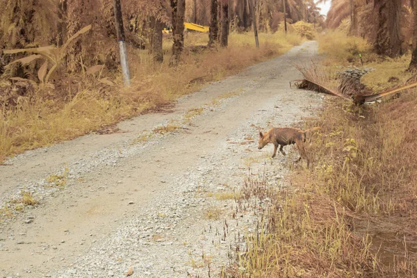 老弱病残的流浪狗在乡间路上行走的红外图像 — 图库照片