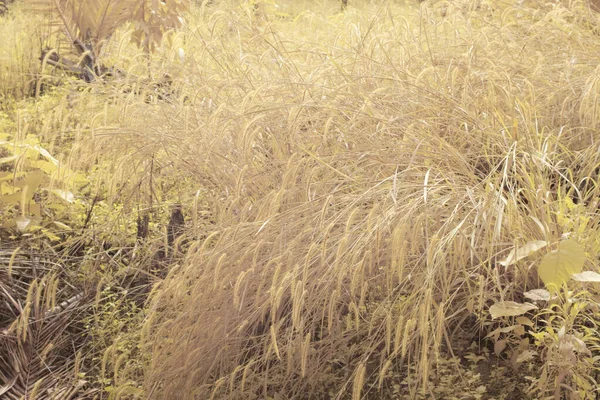Kızıl Ötesi Görüntü Uzun Yaban Kogonotu Otunun Çalı Tarlasının — Stok fotoğraf