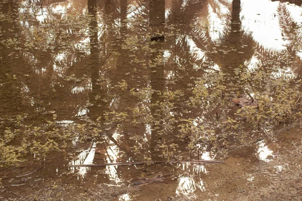 Infrarotbild Des Stehenden Regenwassers Das Auf Dem Ölpalmenfeld Überschwemmt Wird — Stockfoto