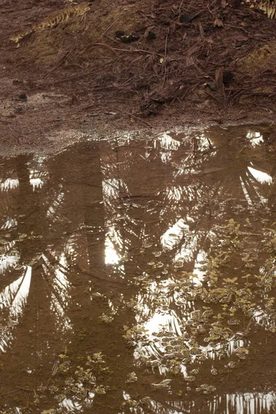 Durgun Yağmur Suyunun Kızıl Ötesi Görüntüsü Palmiye Tarlasını Basmış — Stok fotoğraf