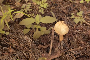 Yerden çıkan yenilemez mantar mantarının kızılötesi görüntüsü.